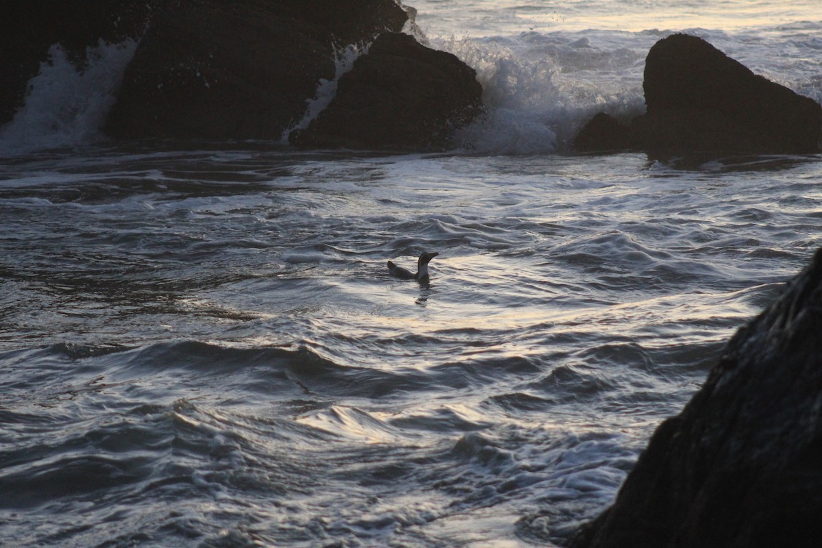 Humboldt Penguin - ML551975911