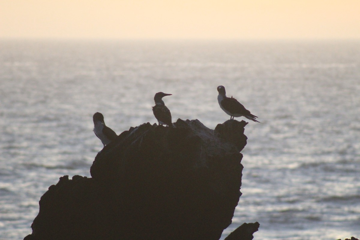 Blue-footed Booby - ML551975931