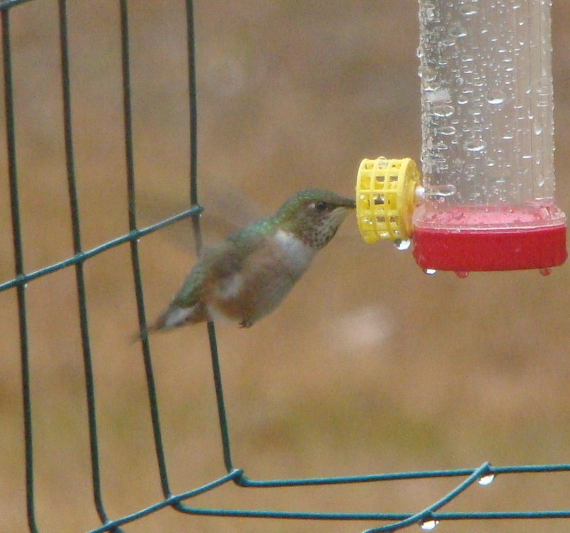 Rufous Hummingbird - ML551976701