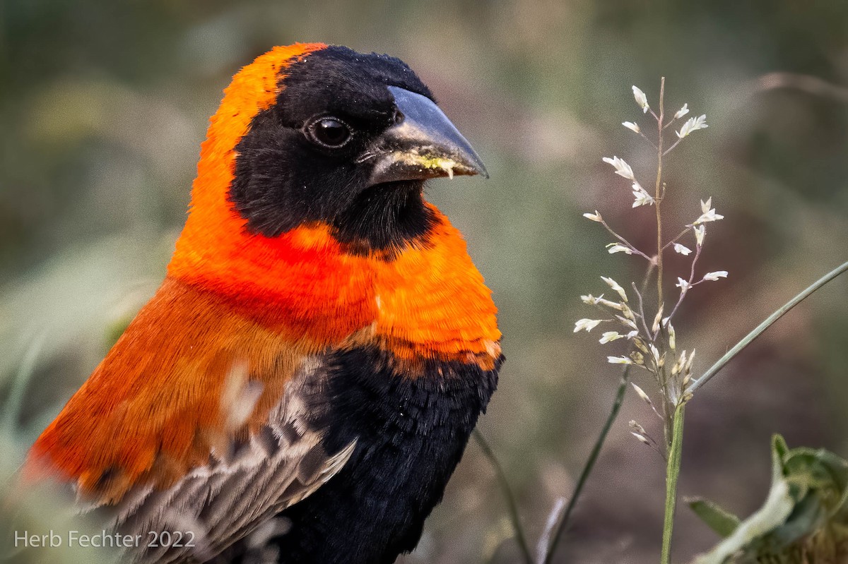 Southern Red Bishop - ML551978371