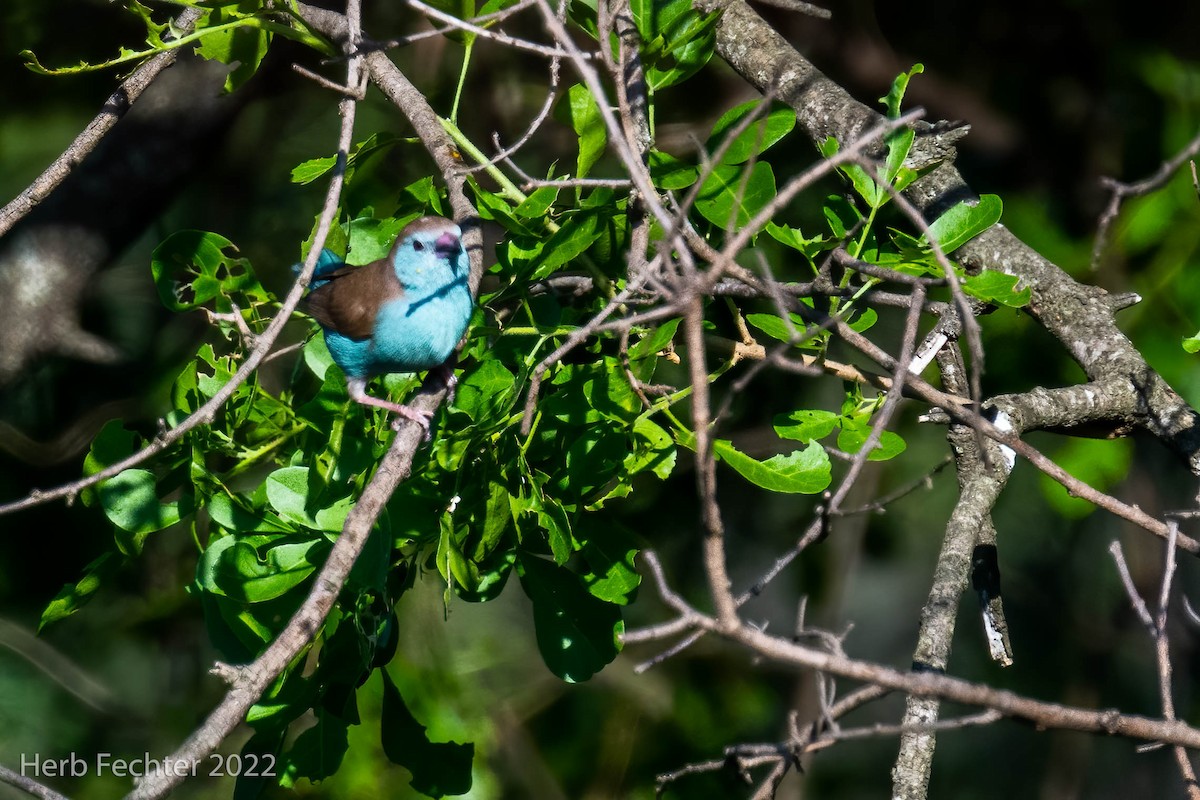 Southern Cordonbleu - ML551978501