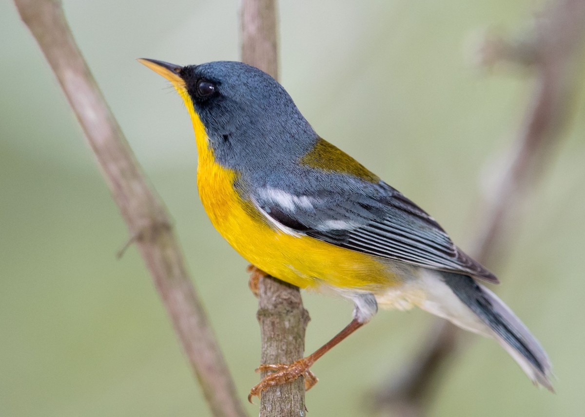 Tropical Parula - ML55197851
