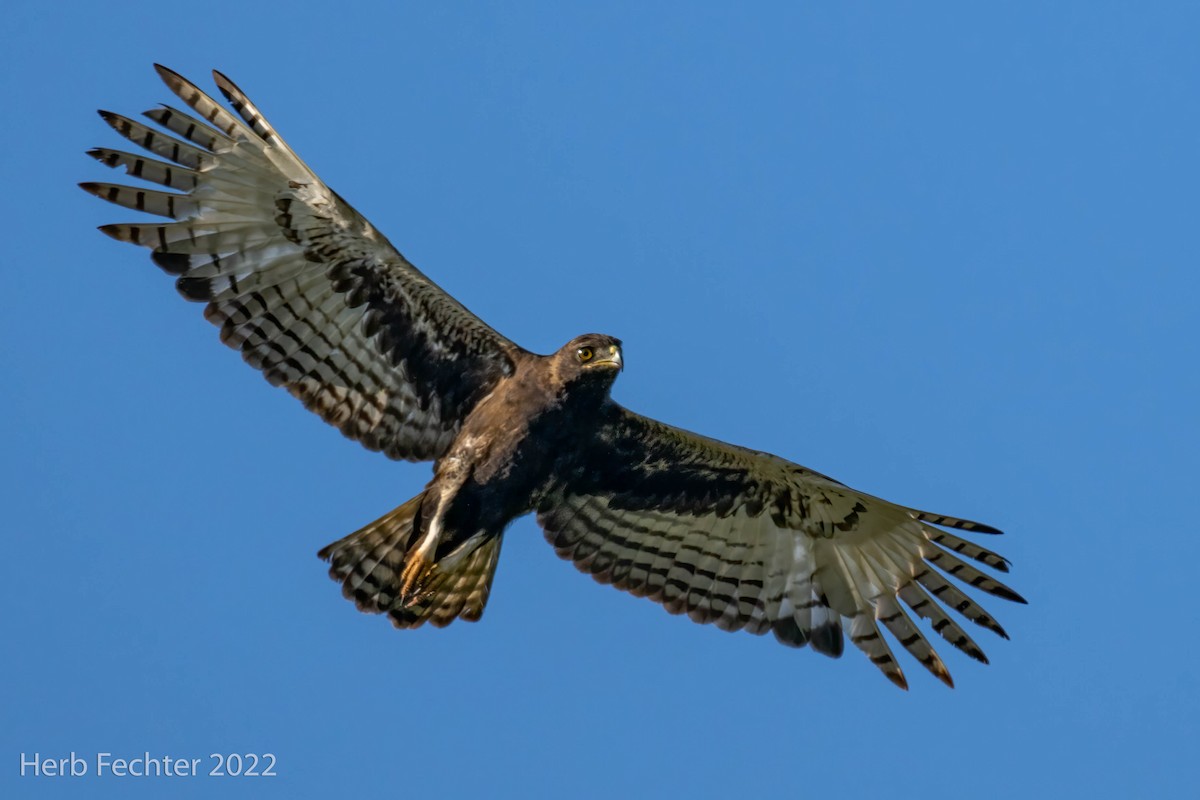 Long-crested Eagle - ML551978561