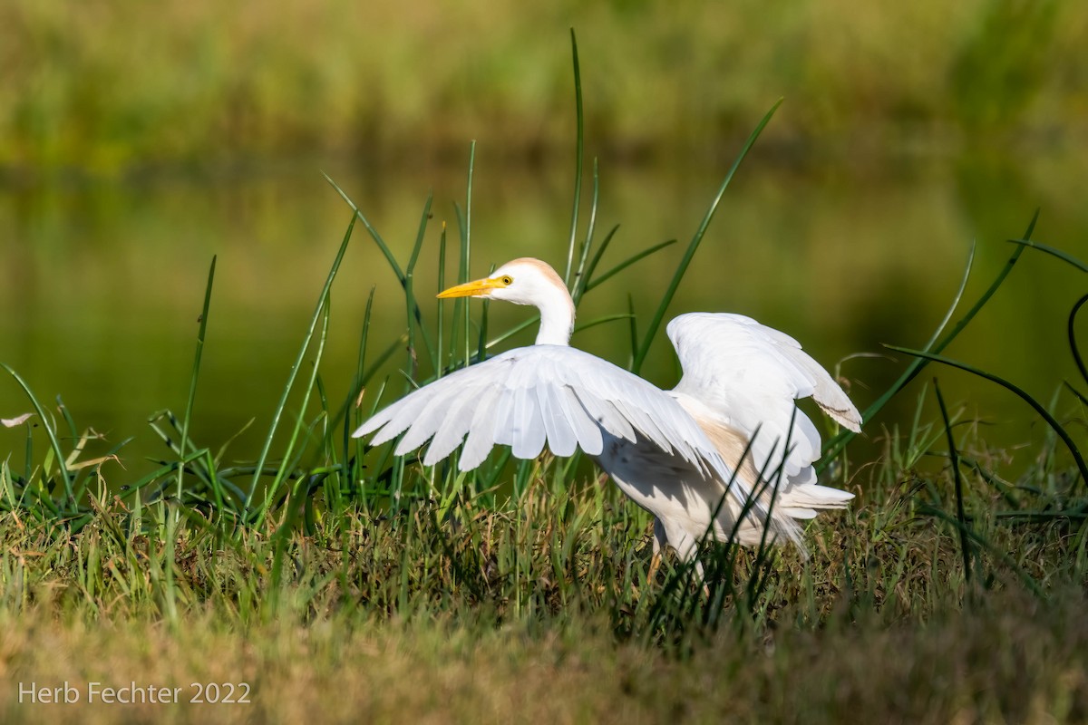 Western Cattle Egret - ML551978661