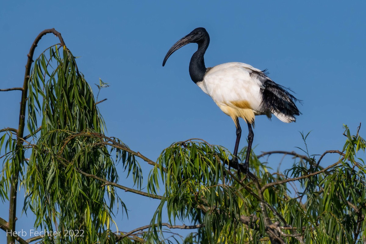 African Sacred Ibis - ML551978991