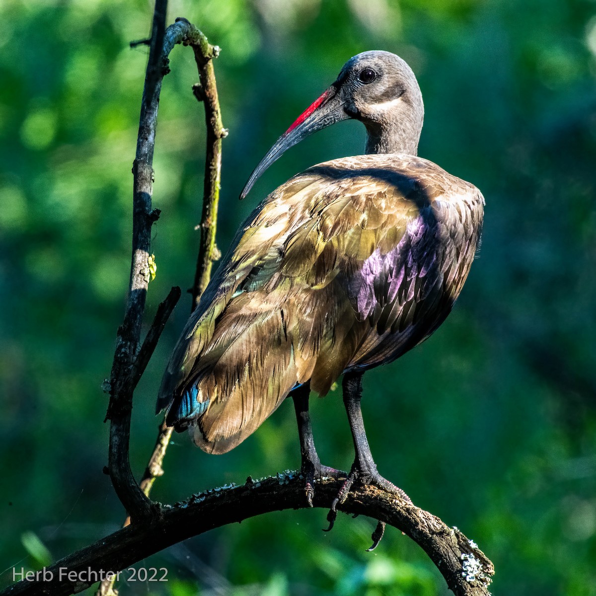 Hadada Ibis - ML551979061