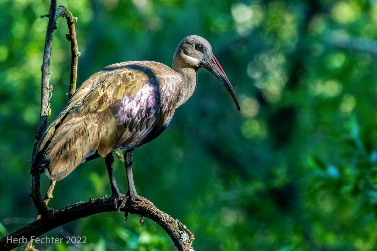 Hadada Ibis - ML551979071