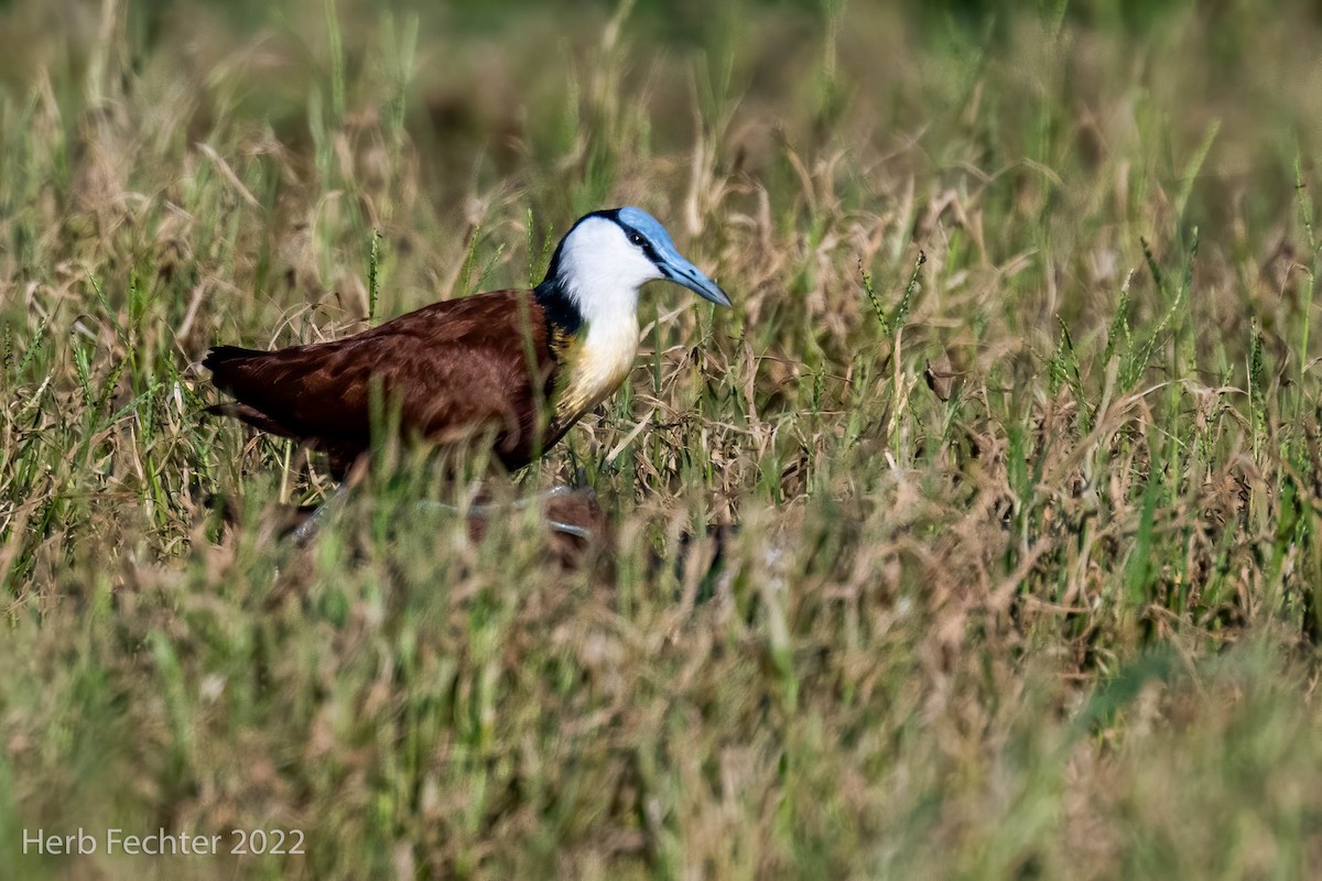 African Jacana - ML551979121