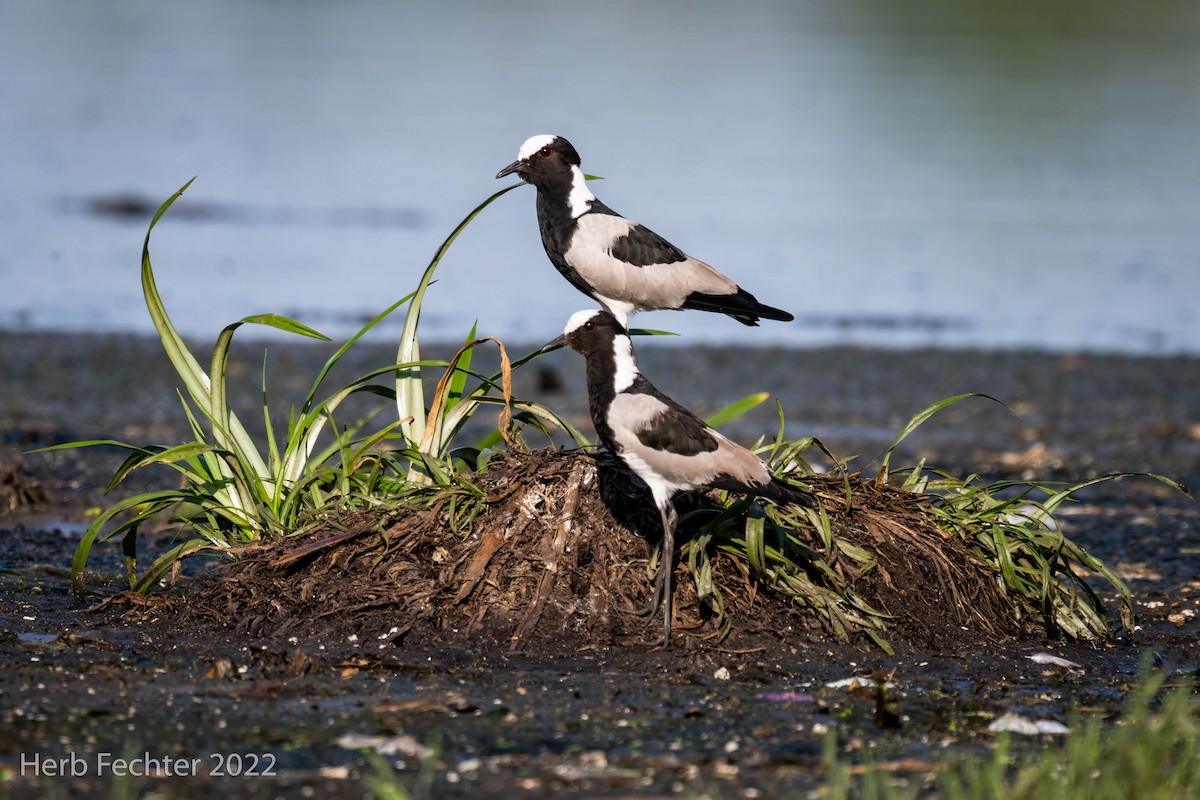 Blacksmith Lapwing - Herbert Fechter