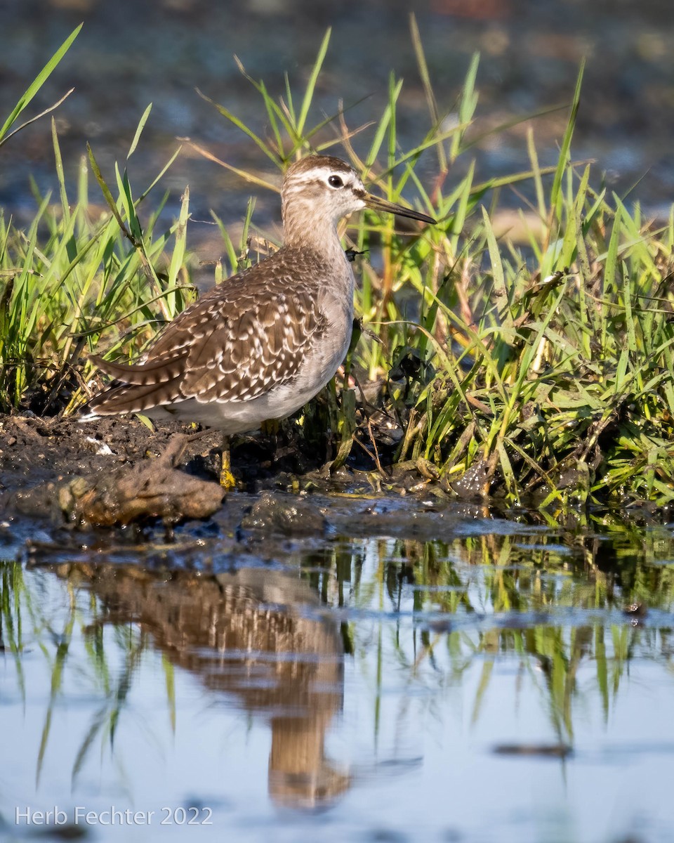 Wood Sandpiper - ML551979311