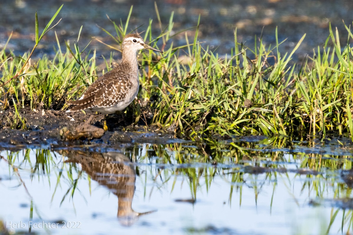 Wood Sandpiper - ML551979321