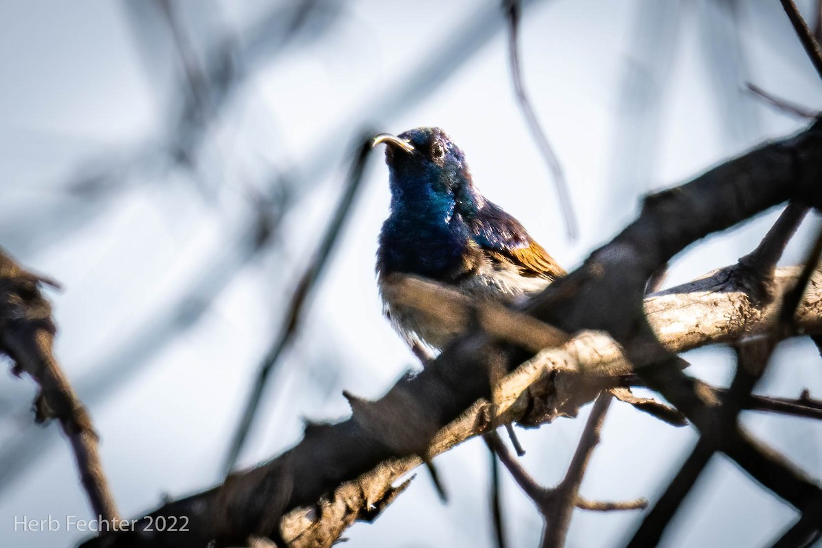 White-breasted Sunbird - ML551979421