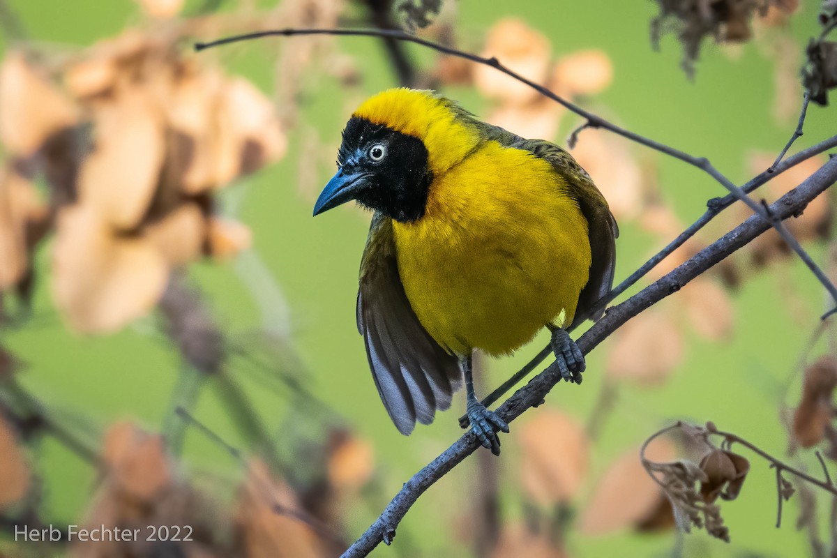 Lesser Masked-Weaver - ML551979561