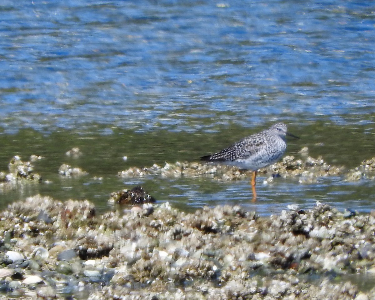 Lesser Yellowlegs - ML55197971