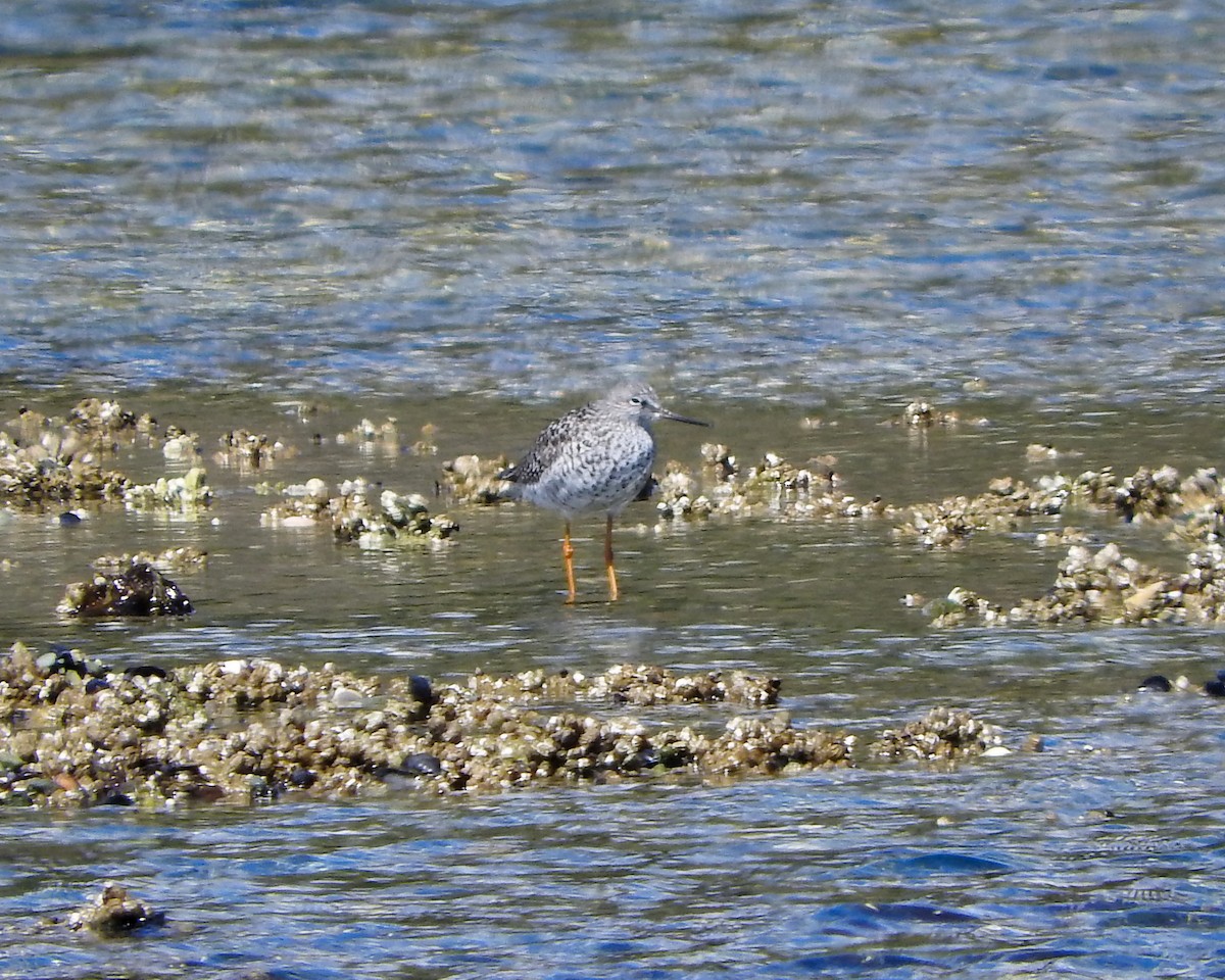 Lesser Yellowlegs - ML55197991