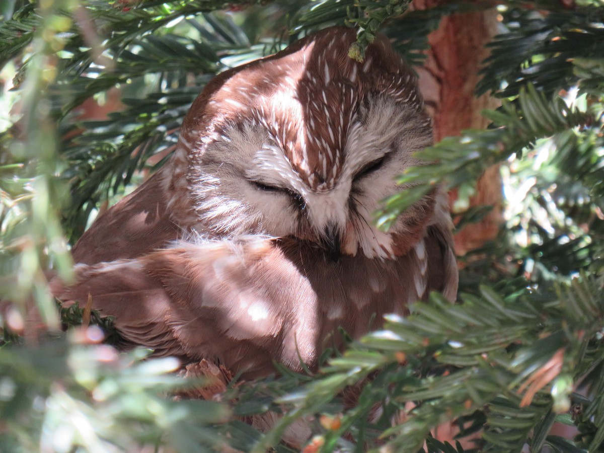 Northern Saw-whet Owl - ML551982921