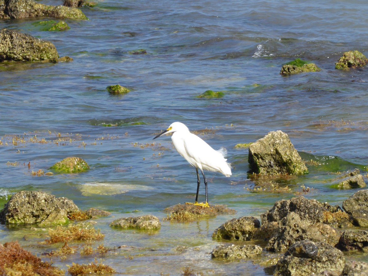 Snowy Egret - ML551983201