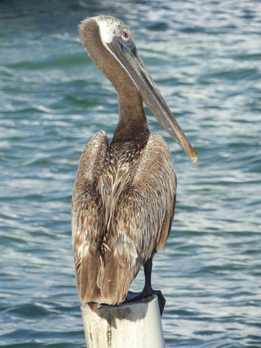 pelikán hnědý - ML551983451