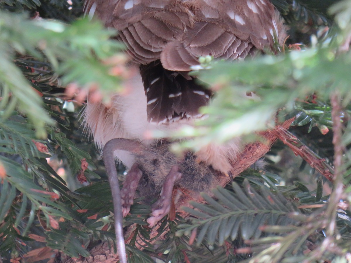 Northern Saw-whet Owl - ML551983561