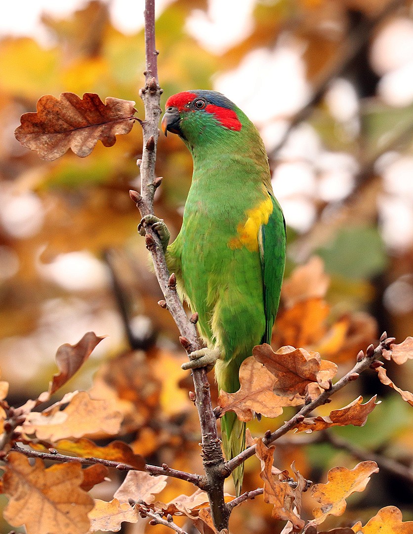 Musk Lorikeet - ML551983781