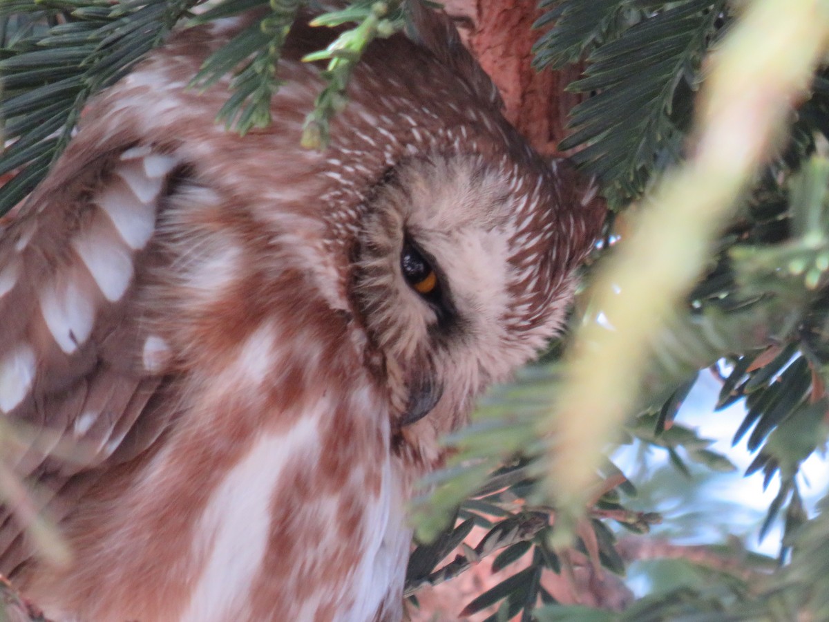 Northern Saw-whet Owl - ML551983881