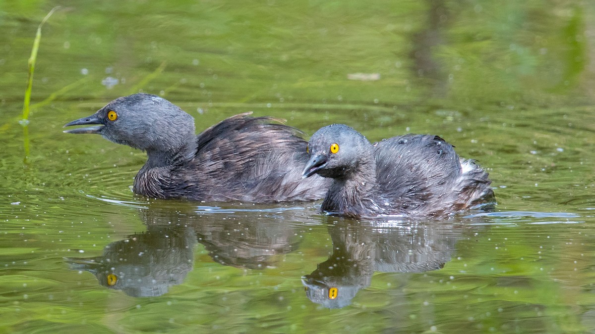 Least Grebe - ML55198401