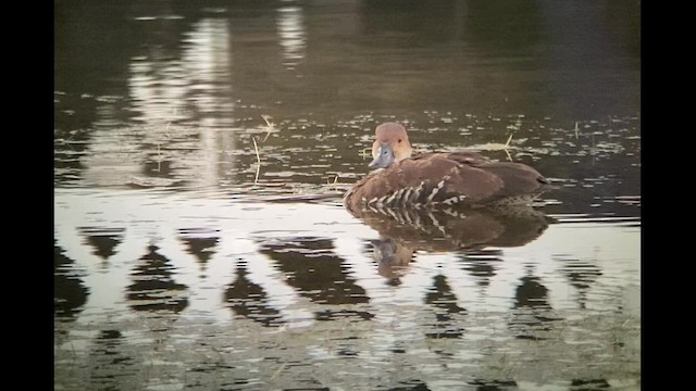 Dendrocygne des Antilles - ML551985161