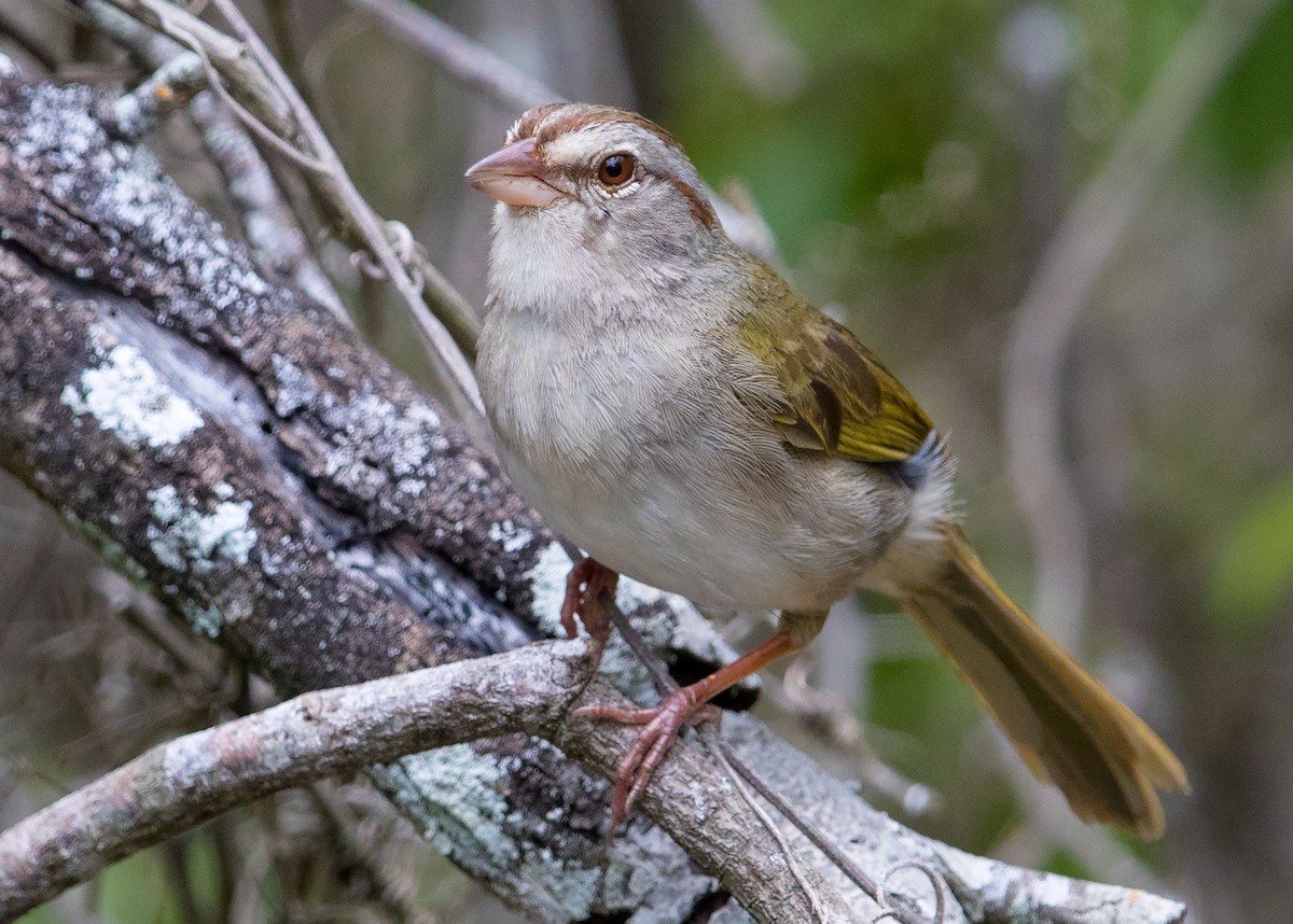 Olive Sparrow - ML55198581