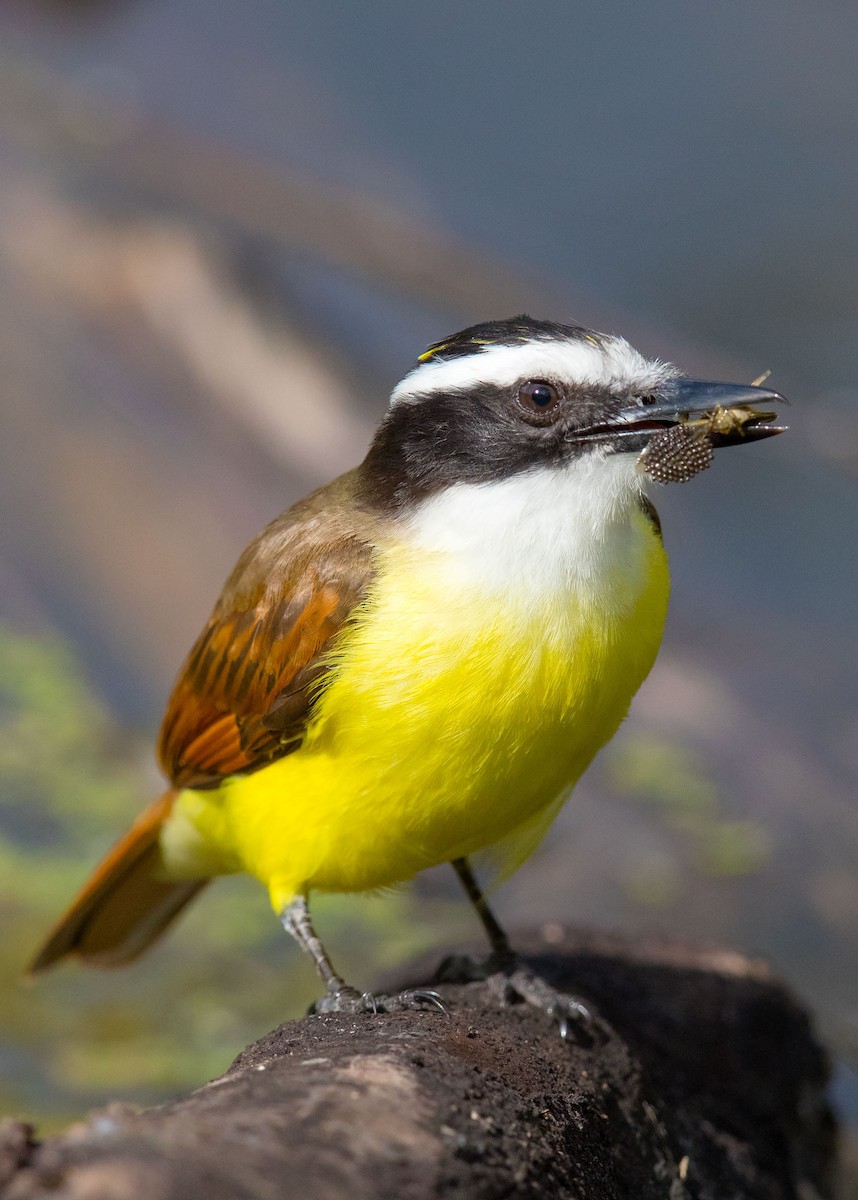 Great Kiskadee - ML55198641