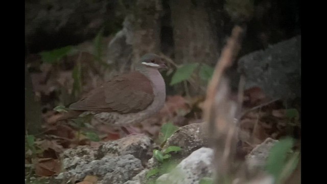 Colombe à joues blanches - ML551986581