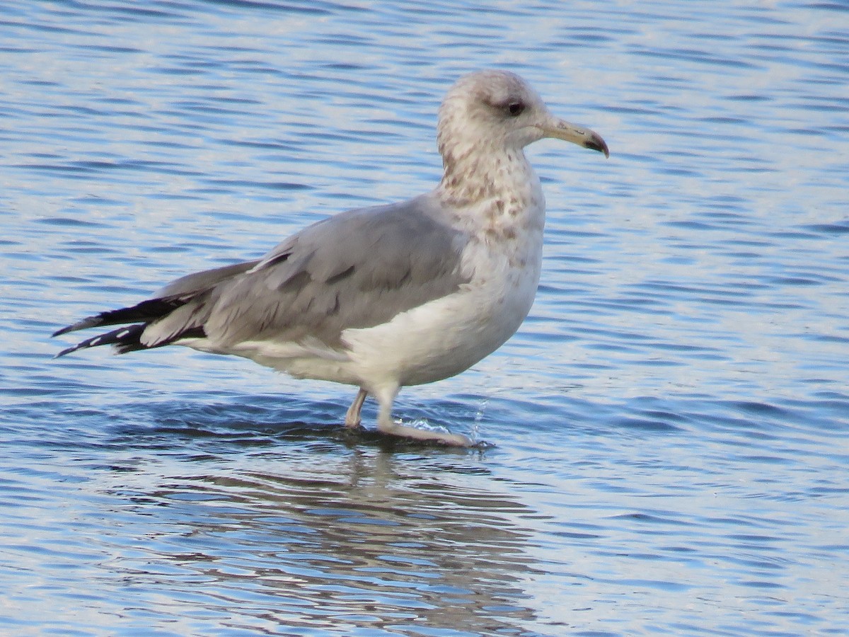 California Gull - ML55198811