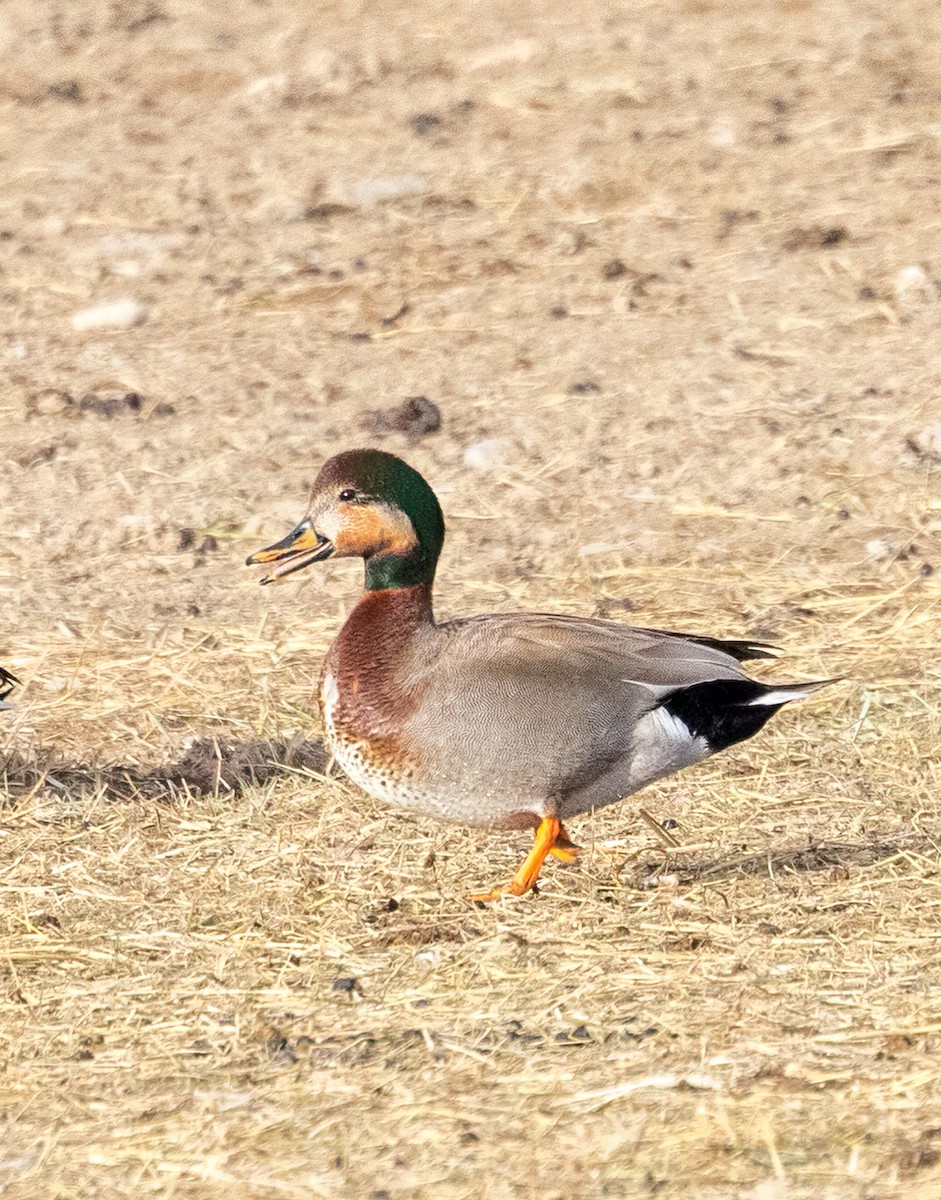 Gadwall x Mallard (hybrid) - ML551988671