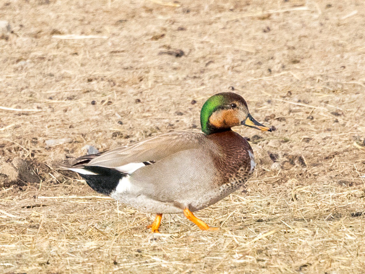 Gadwall x Mallard (hybrid) - ML551988681