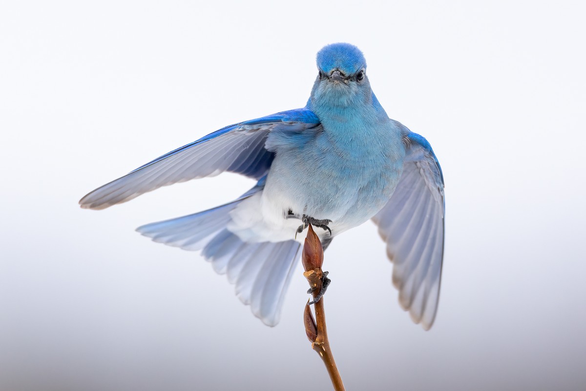 Mountain Bluebird - ML551988811