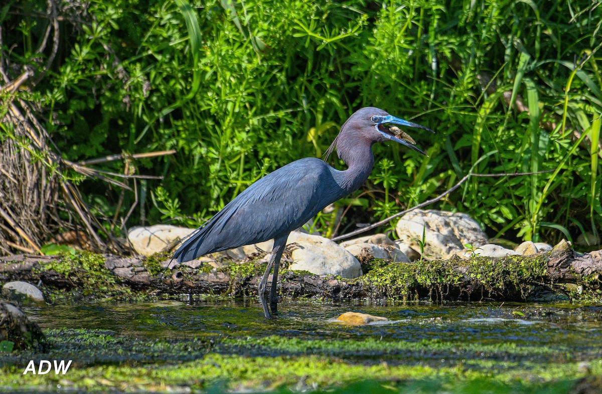 Little Blue Heron - ML551988861