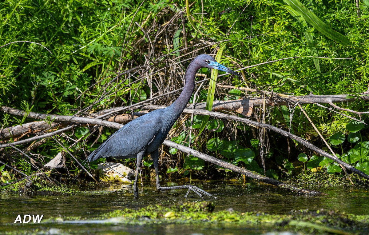 Little Blue Heron - ML551988871