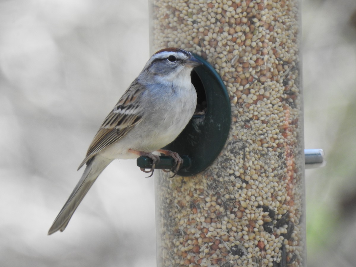 Chipping Sparrow - ML551989591