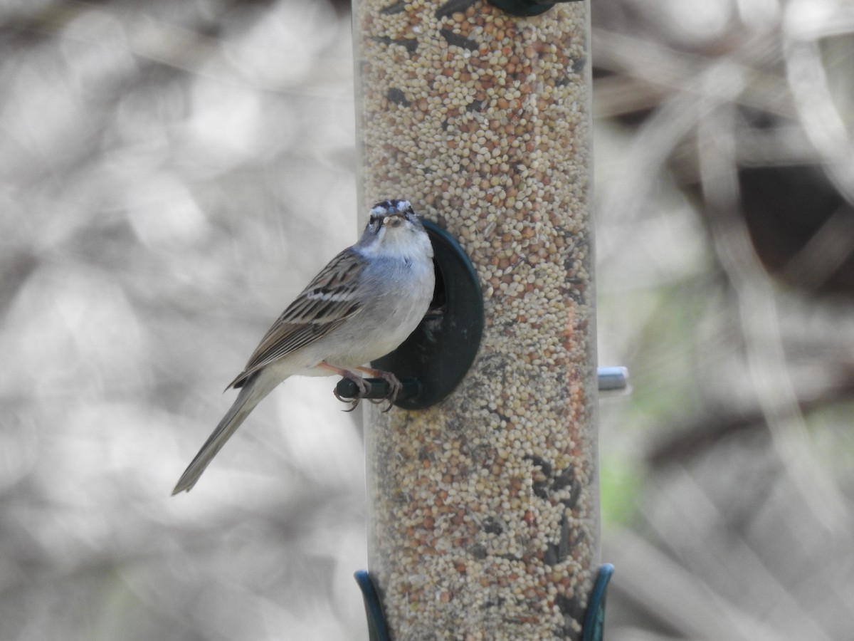 Chipping Sparrow - marti ikehara