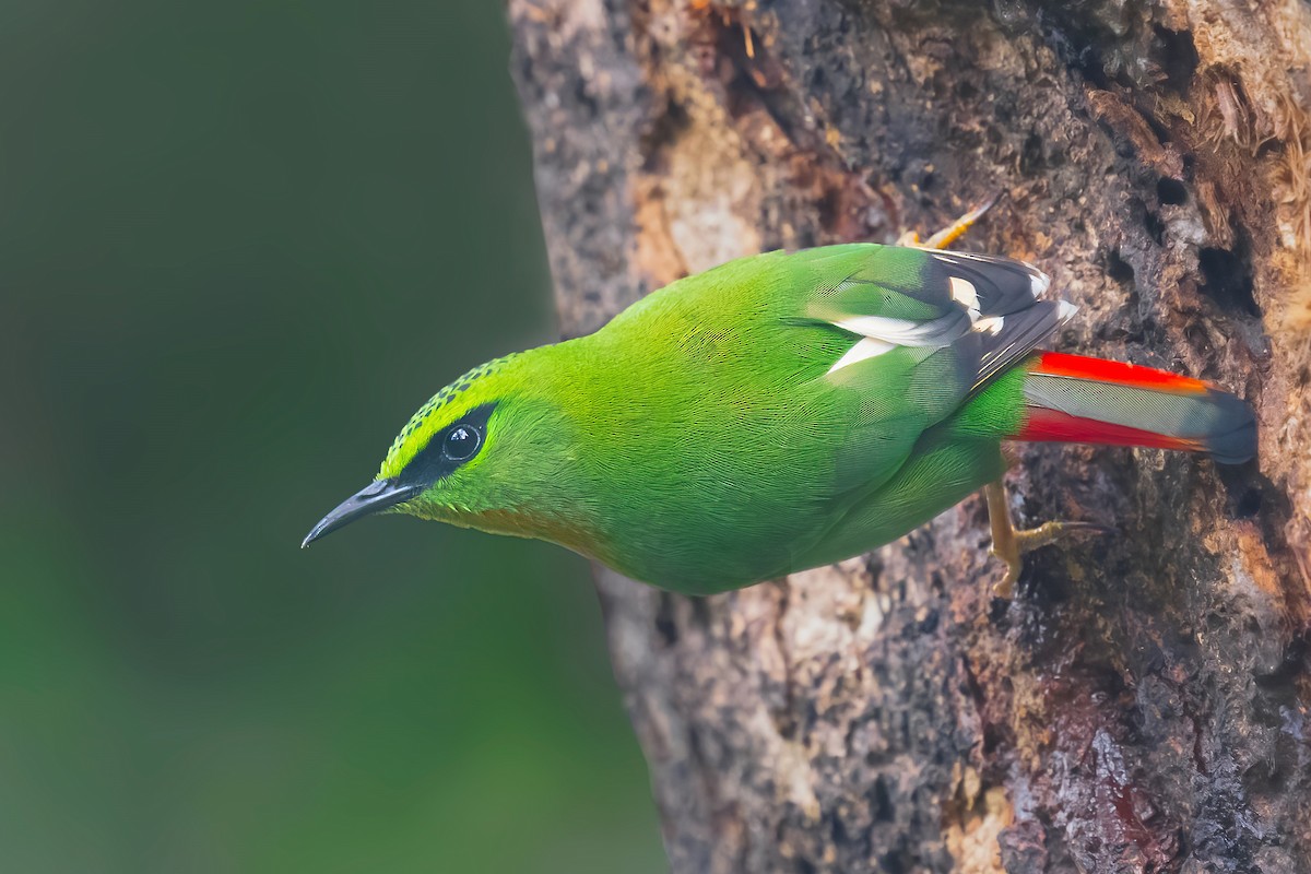 Fire-tailed Myzornis - ML551989761