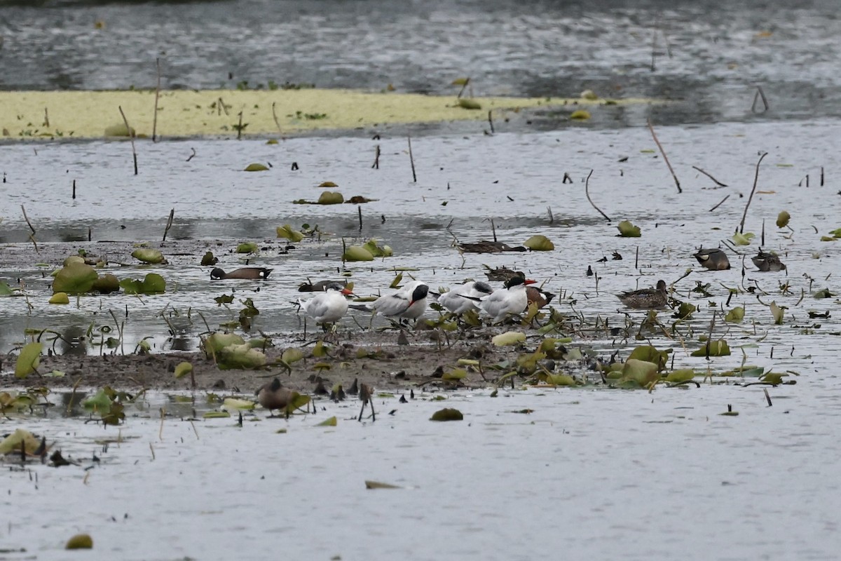 Caspian Tern - ML551990181