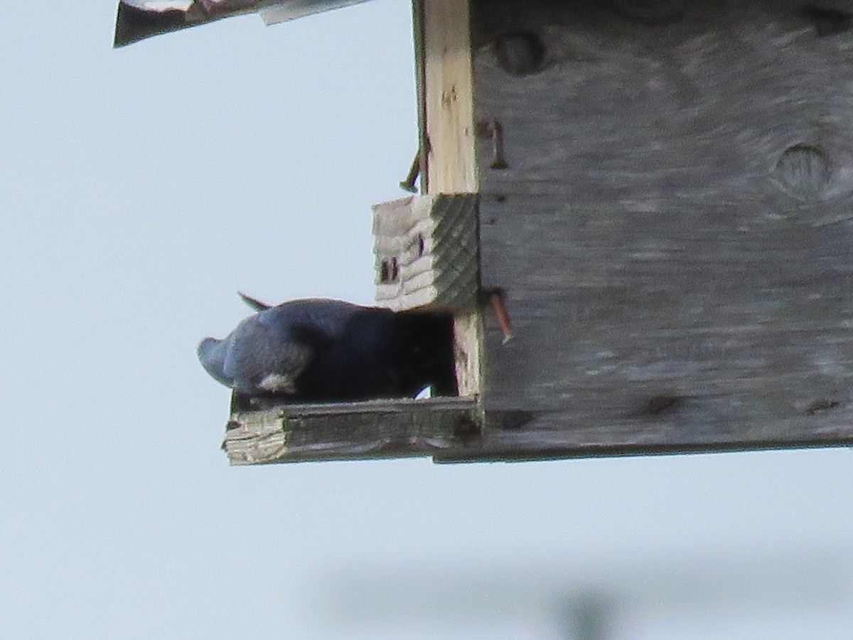 Purple Martin - ML55199031