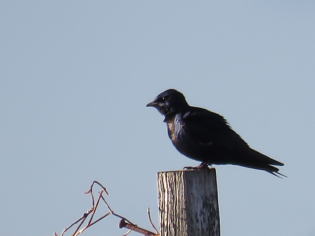 Purple Martin - ML55199041