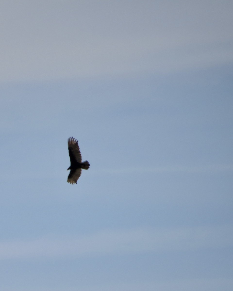 Turkey Vulture - ML551991581