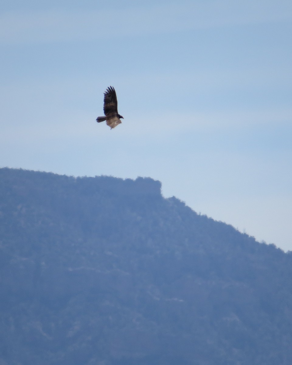 Turkey Vulture - ML551991591