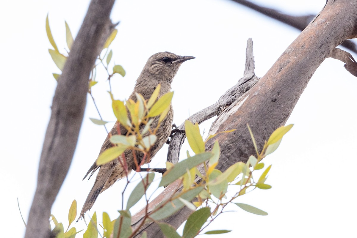 Brown Treecreeper - ML551992081