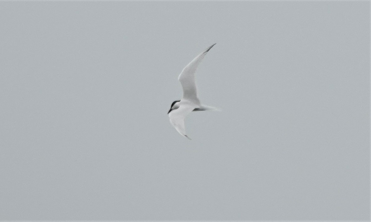 Gull-billed Tern - ML551992961