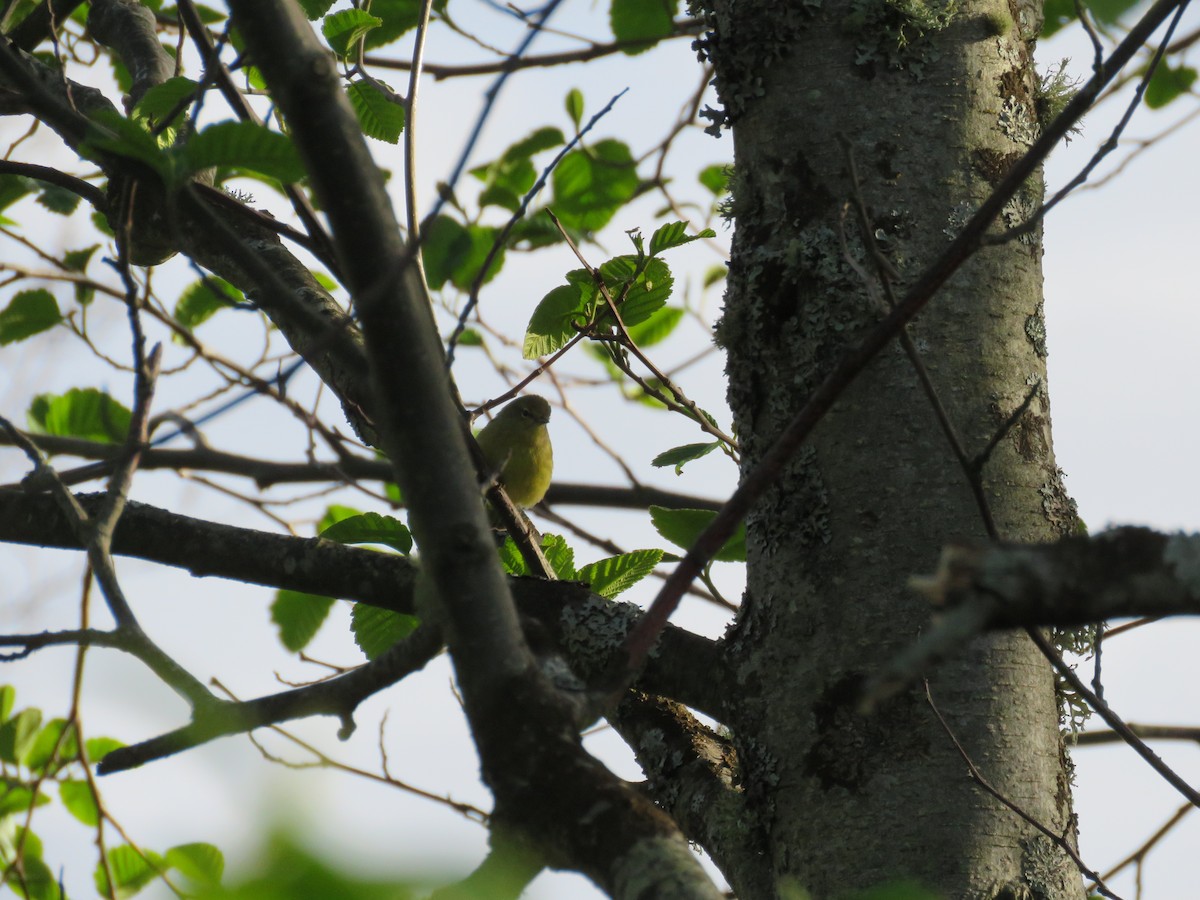 Orange-crowned Warbler (lutescens) - ML55199361