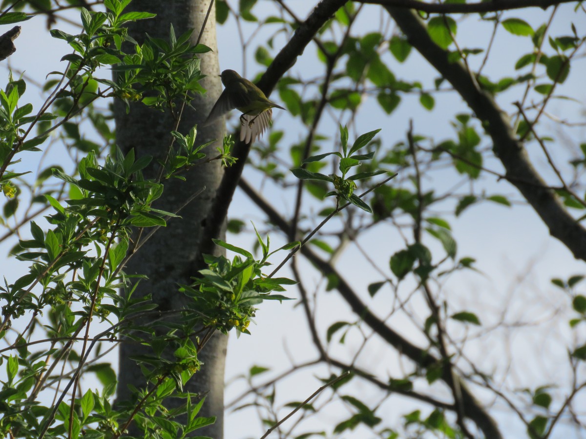 Orange-crowned Warbler (lutescens) - ML55199371