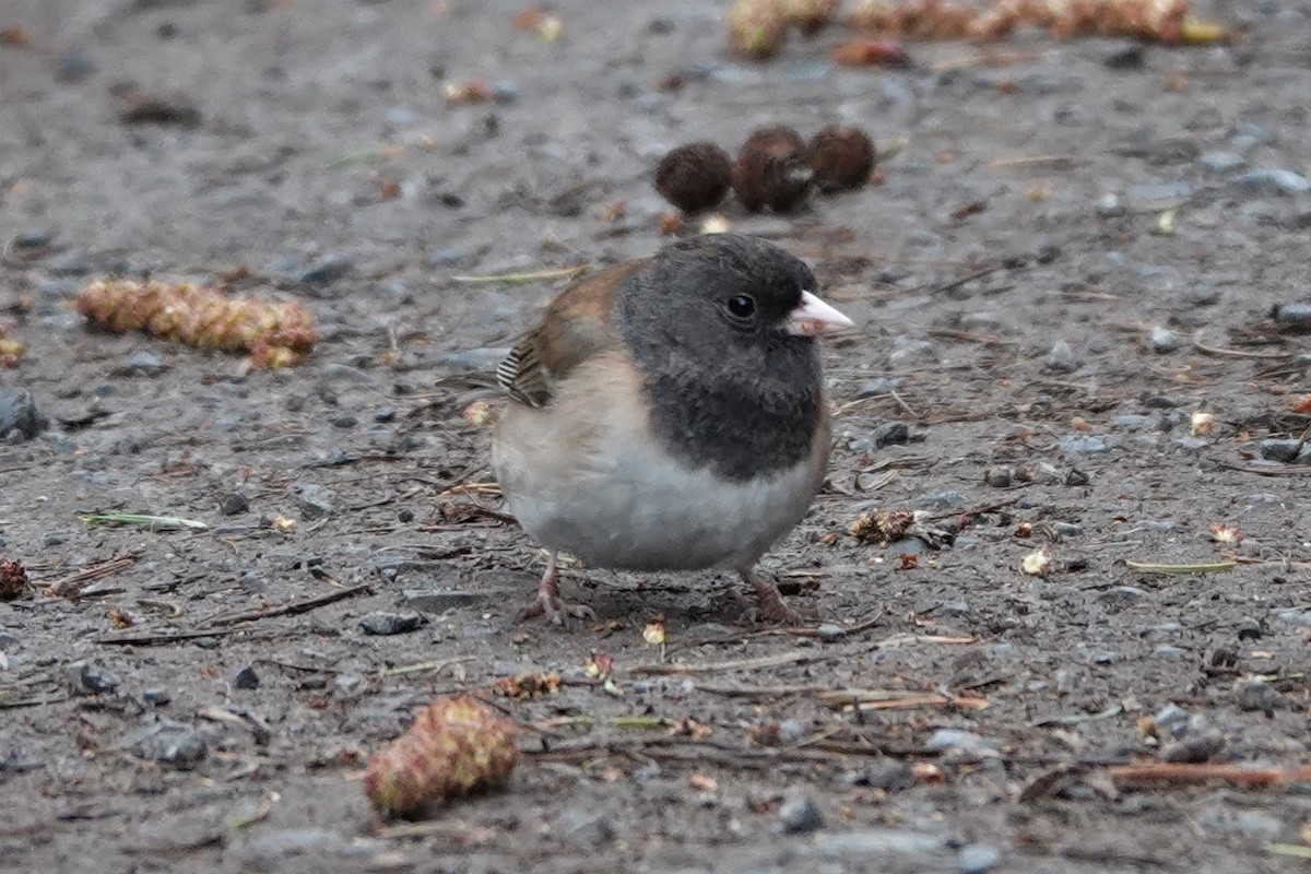 Dark-eyed Junco - ML551993741