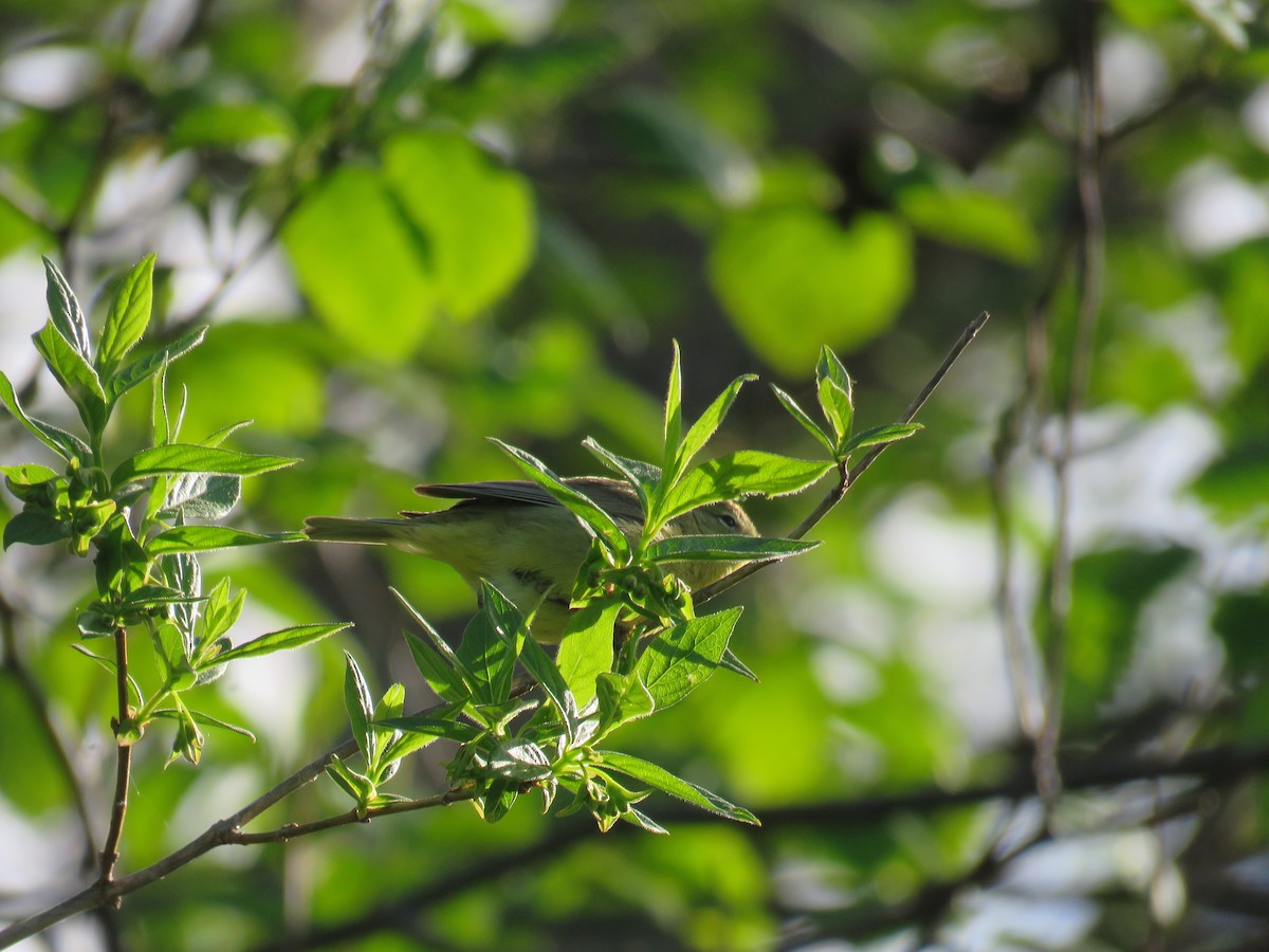 Orange-crowned Warbler (lutescens) - ML55199381